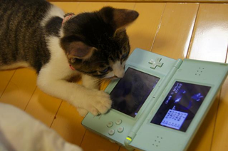 Illustration for article titled Cats Are Very Serious about Video Games